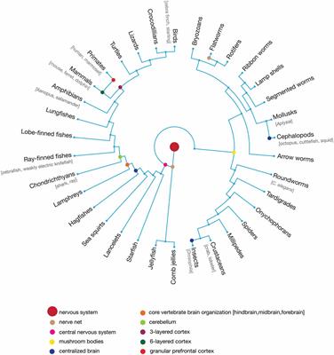 Comparative Principles for Next-Generation Neuroscience